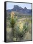 Spanish Dagger in Blossom Below Crown Mountain, Chihuahuan Desert, Big Bend National Park, Texas-Scott T. Smith-Framed Stretched Canvas