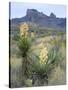 Spanish Dagger in Blossom Below Crown Mountain, Chihuahuan Desert, Big Bend National Park, Texas-Scott T. Smith-Stretched Canvas