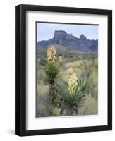 Spanish Dagger in Blossom Below Crown Mountain, Chihuahuan Desert, Big Bend National Park, Texas-Scott T. Smith-Framed Photographic Print
