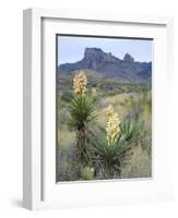 Spanish Dagger in Blossom Below Crown Mountain, Chihuahuan Desert, Big Bend National Park, Texas-Scott T. Smith-Framed Photographic Print