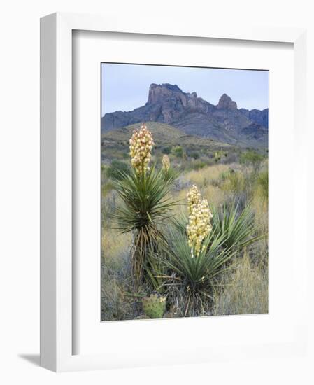 Spanish Dagger in Blossom Below Crown Mountain, Chihuahuan Desert, Big Bend National Park, Texas-Scott T. Smith-Framed Photographic Print