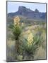 Spanish Dagger in Blossom Below Crown Mountain, Chihuahuan Desert, Big Bend National Park, Texas-Scott T. Smith-Mounted Photographic Print
