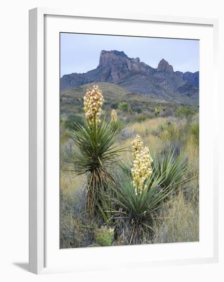 Spanish Dagger in Blossom Below Crown Mountain, Chihuahuan Desert, Big Bend National Park, Texas-Scott T. Smith-Framed Photographic Print