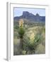 Spanish Dagger in Blossom Below Crown Mountain, Chihuahuan Desert, Big Bend National Park, Texas-Scott T. Smith-Framed Photographic Print