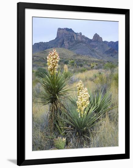 Spanish Dagger in Blossom Below Crown Mountain, Chihuahuan Desert, Big Bend National Park, Texas-Scott T. Smith-Framed Photographic Print