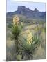 Spanish Dagger in Blossom Below Crown Mountain, Chihuahuan Desert, Big Bend National Park, Texas-Scott T. Smith-Mounted Photographic Print