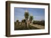 Spanish dagger (Yucca treculeana) in bloom.-Larry Ditto-Framed Photographic Print