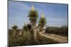 Spanish dagger (Yucca treculeana) in bloom.-Larry Ditto-Mounted Photographic Print