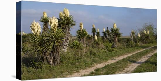 Spanish dagger (Yucca treculeana) in bloom.-Larry Ditto-Stretched Canvas