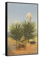 Spanish Daggers, Yuccas-null-Framed Stretched Canvas