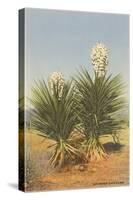 Spanish Daggers, Yuccas-null-Stretched Canvas