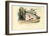 Spanish Fly, 1863-79-Raimundo Petraroja-Framed Giclee Print