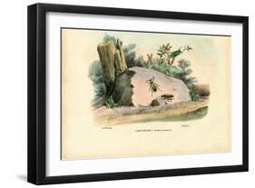 Spanish Fly, 1863-79-Raimundo Petraroja-Framed Giclee Print