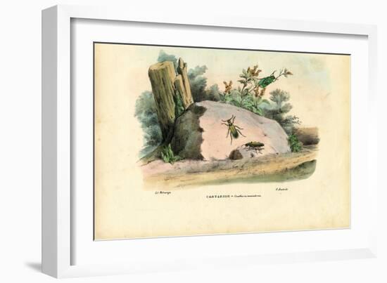 Spanish Fly, 1863-79-Raimundo Petraroja-Framed Giclee Print