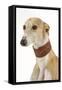 Spanish Greyhound in Studio-null-Framed Stretched Canvas