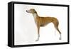 Spanish Greyhound in Studio-null-Framed Stretched Canvas