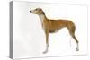 Spanish Greyhound in Studio-null-Stretched Canvas