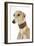 Spanish Greyhound in Studio-null-Framed Photographic Print