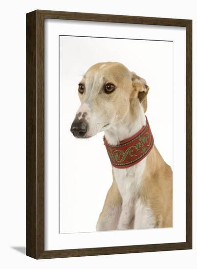 Spanish Greyhound in Studio-null-Framed Photographic Print