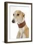 Spanish Greyhound in Studio-null-Framed Photographic Print