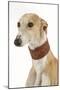 Spanish Greyhound in Studio-null-Mounted Photographic Print