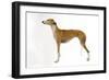 Spanish Greyhound in Studio-null-Framed Photographic Print