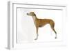 Spanish Greyhound in Studio-null-Framed Photographic Print