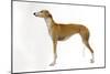 Spanish Greyhound in Studio-null-Mounted Photographic Print