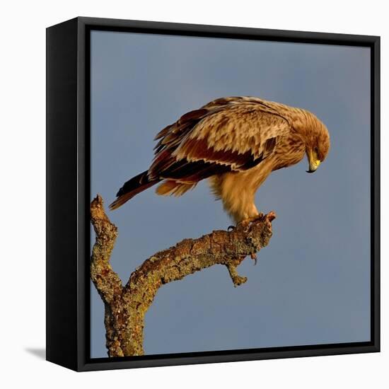 Spanish imperial eagle on a branch, looking down, Spain-Loic Poidevin-Framed Stretched Canvas