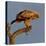 Spanish imperial eagle on a branch, looking down, Spain-Loic Poidevin-Stretched Canvas