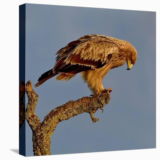 Spanish imperial eagle on a branch, looking down, Spain-Loic Poidevin-Stretched Canvas