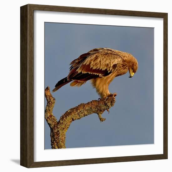 Spanish imperial eagle on a branch, looking down, Spain-Loic Poidevin-Framed Photographic Print