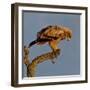 Spanish imperial eagle on a branch, looking down, Spain-Loic Poidevin-Framed Photographic Print