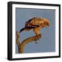 Spanish imperial eagle on a branch, looking down, Spain-Loic Poidevin-Framed Photographic Print