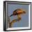 Spanish imperial eagle on a branch, looking down, Spain-Loic Poidevin-Framed Photographic Print