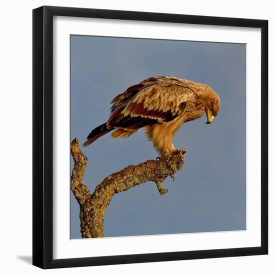 Spanish imperial eagle on a branch, looking down, Spain-Loic Poidevin-Framed Photographic Print