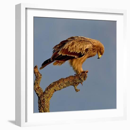 Spanish imperial eagle on a branch, looking down, Spain-Loic Poidevin-Framed Photographic Print