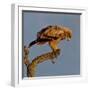 Spanish imperial eagle on a branch, looking down, Spain-Loic Poidevin-Framed Photographic Print