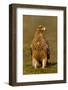 Spanish imperial eagle portrait, Spain-Loic Poidevin-Framed Photographic Print