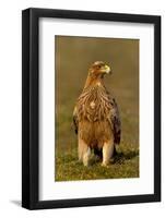 Spanish imperial eagle portrait, Spain-Loic Poidevin-Framed Photographic Print