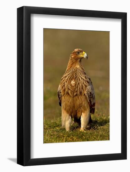 Spanish imperial eagle portrait, Spain-Loic Poidevin-Framed Photographic Print