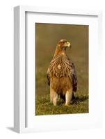 Spanish imperial eagle portrait, Spain-Loic Poidevin-Framed Photographic Print