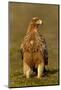 Spanish imperial eagle portrait, Spain-Loic Poidevin-Mounted Photographic Print