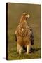 Spanish imperial eagle portrait, Spain-Loic Poidevin-Stretched Canvas