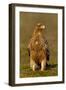 Spanish imperial eagle portrait, Spain-Loic Poidevin-Framed Photographic Print