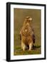 Spanish imperial eagle portrait, Spain-Loic Poidevin-Framed Photographic Print