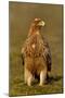Spanish imperial eagle portrait, Spain-Loic Poidevin-Mounted Photographic Print