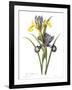 Spanish Iris-null-Framed Giclee Print