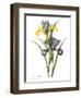 Spanish Iris-null-Framed Giclee Print