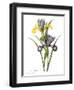 Spanish Iris-null-Framed Giclee Print